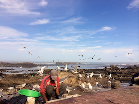 Seagulls Essaouira